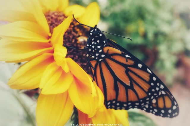 butterfly sunslower1.jpg