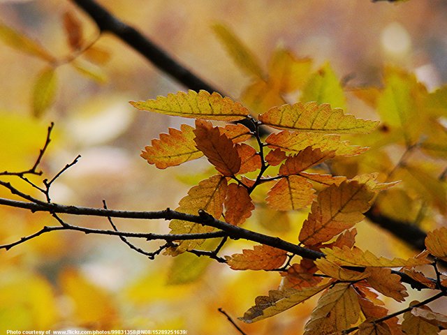 AutumnLeavesRustAndYellow-001-102118.jpg