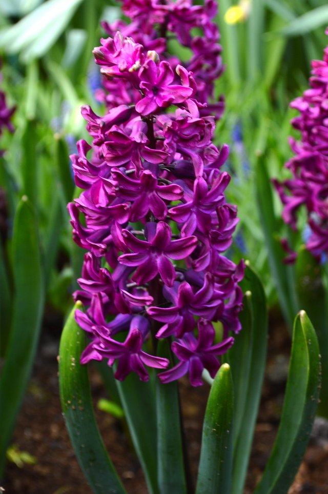 Hyacinth-Woodstock-Purple.jpg