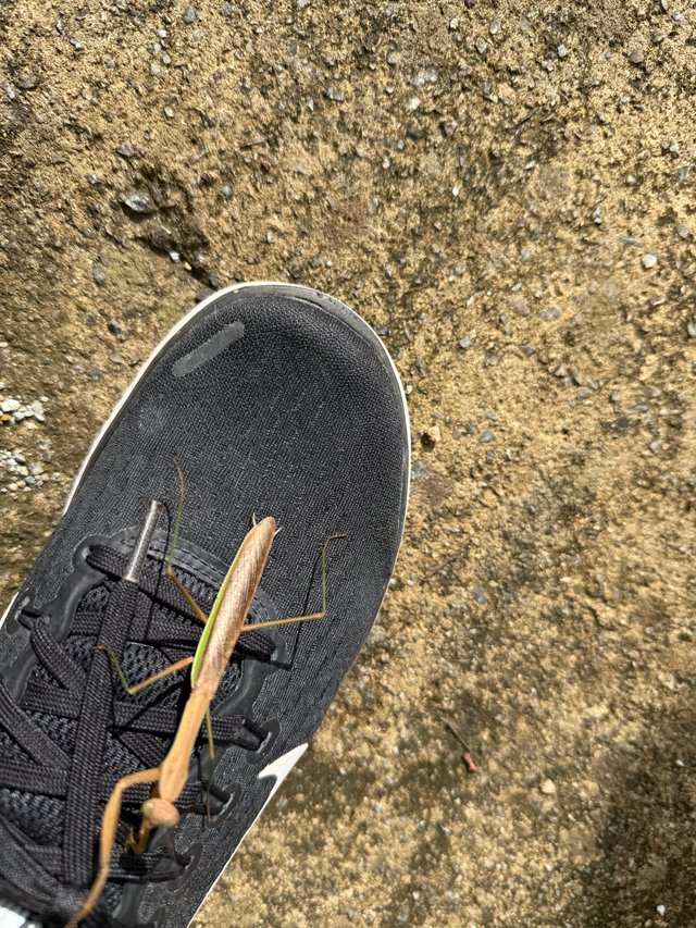 IMG_5052.jpeg