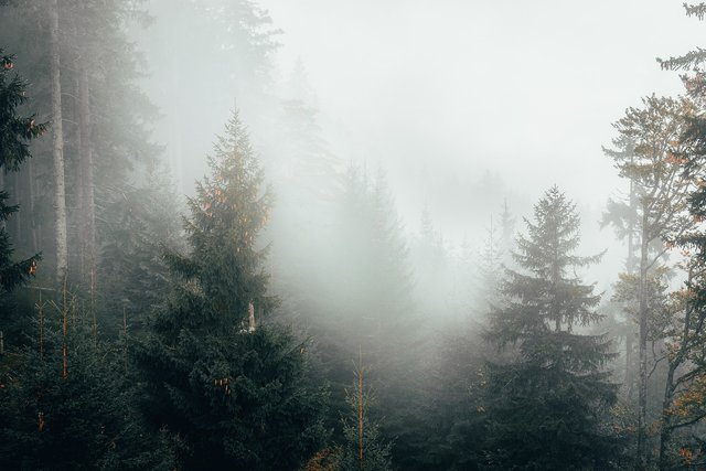forest-4711648_1280.jpg