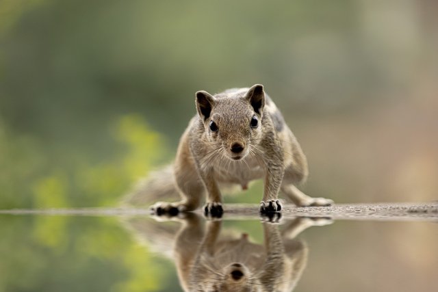 indian-palm-squirrel-g7b5f80f28_1920.jpg