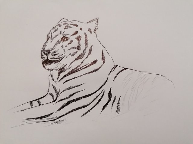 tiger pen (5).jpg