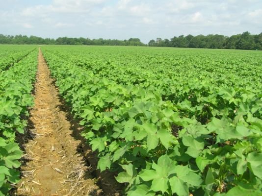 cotton-farming.jpg.cf.jpg