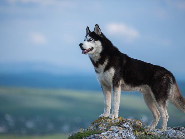 Siberian-Husky-appearance.jpg