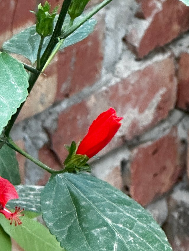IMG_8002.JPG