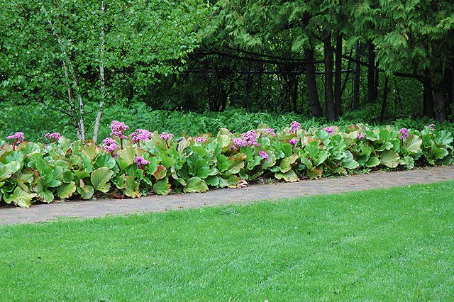 Bergenias They Re Great For Shady Spots Steemit