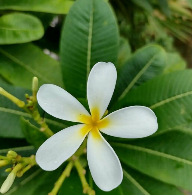 Bunga Frangipani yang indah - foto - indo (2).jpg