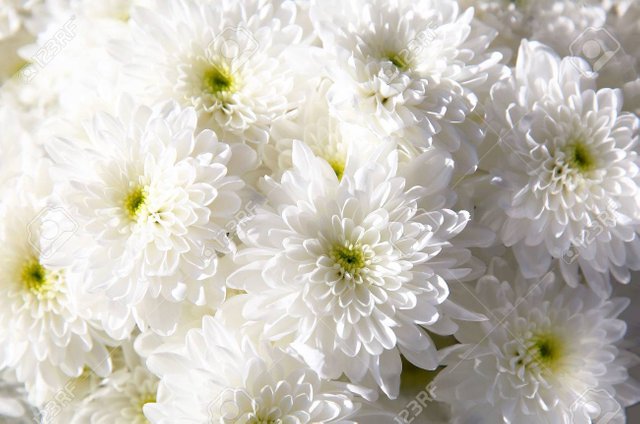 34037579-bouquet-of-white-autumn-chrysanthemum-close-up.jpg