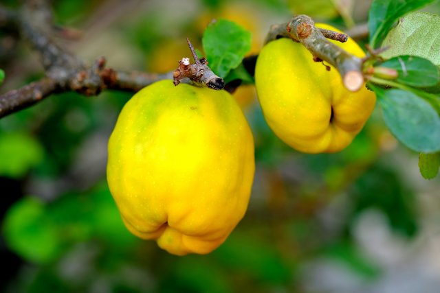 ornamental-quince-g598775e05_1920.jpg