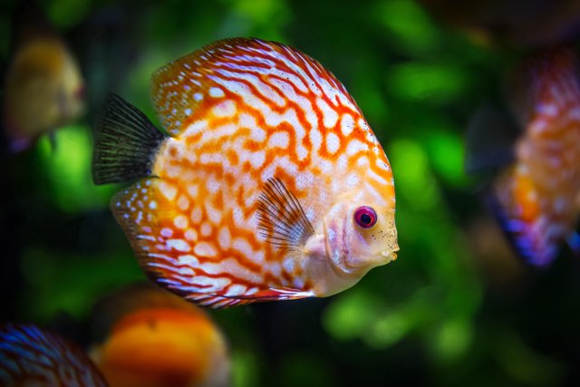 discus-fish-1943755.jpg