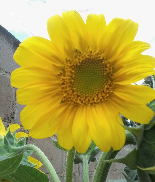 girasol.jpg