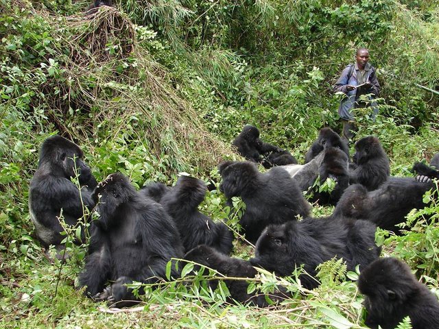 Best Things to Carry for Gorilla Tracking Rwanda.jpg