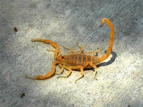 sculptured_scorpion.jpg