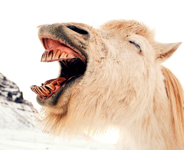camel_laugh.jpg