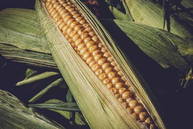 corn-3705687__480.jpg