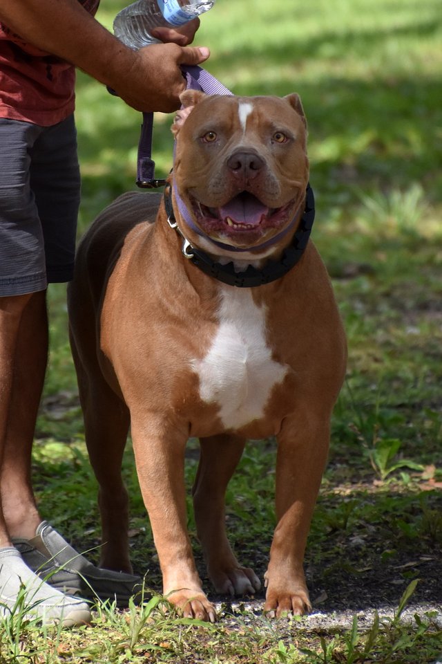 pit-bull-8014065_1280.jpg