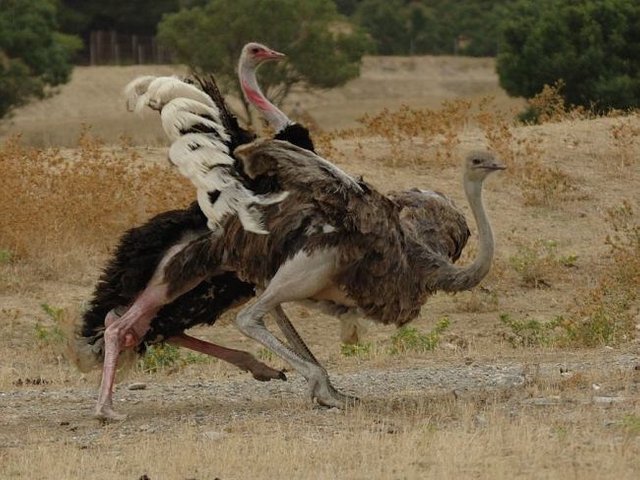 Burung-Unta.jpg