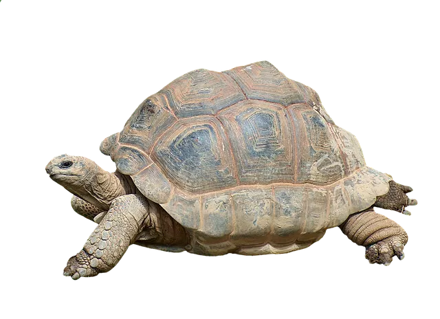 turtle-2815539_640.webp