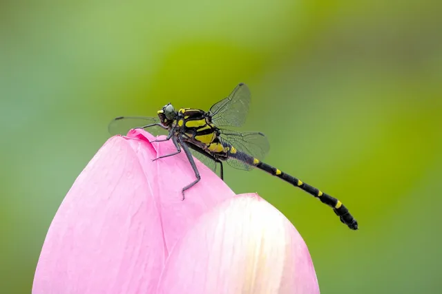 dragonfly-8105988_1280.webp