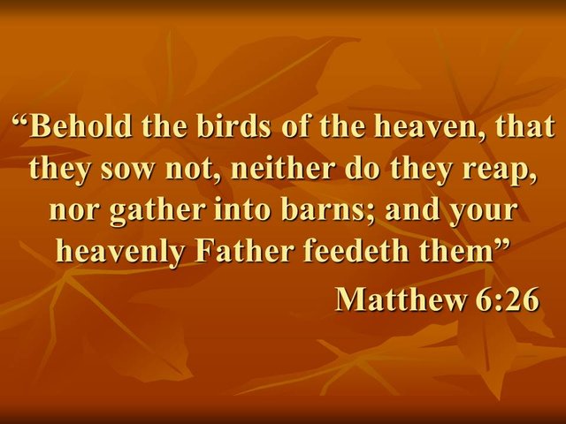 Jesus wisdom. Behold the birds of the heaven, that they sow not, neither do they reap, nor gather into barns; and your heavenly Father feedeth them. Matthew 6,26.jpg