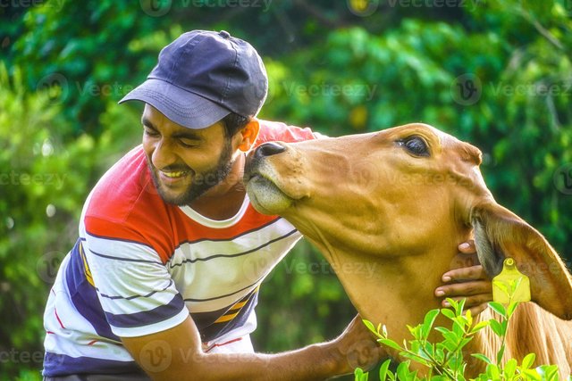 man-with-beautiful-cow-and-man-playing-with-cow-animal-care-image-photo.jpg