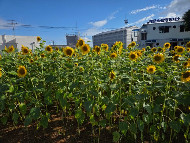 20250721_173611.jpg