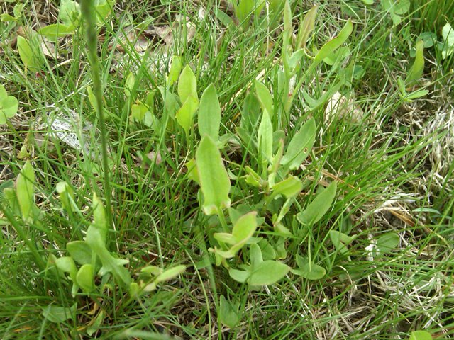 sheep-sorrel.jpg