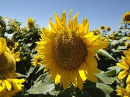 sunflowers by veroniqque northern California.jpg