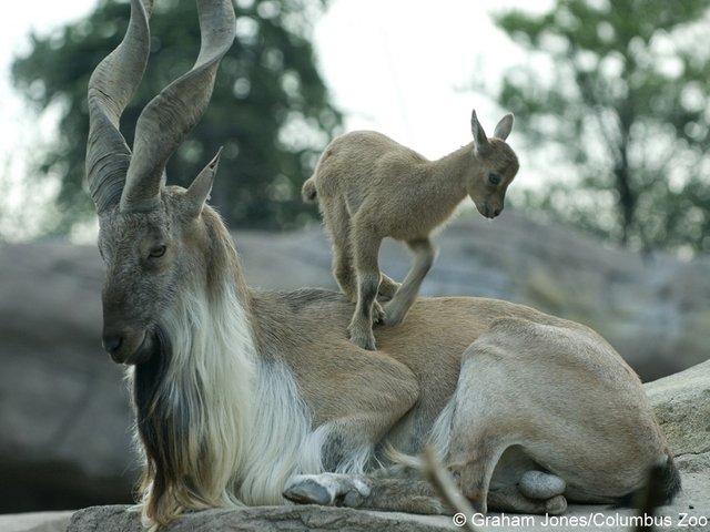 Grahm Jones male markhor and kid INTERIOR.jpg