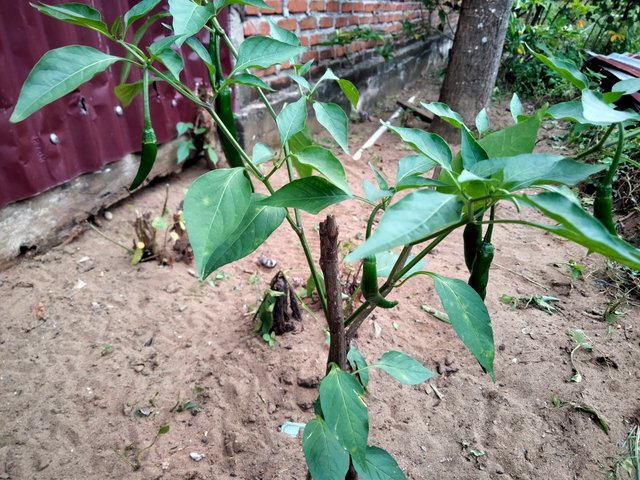 IMG20250626165159.jpg