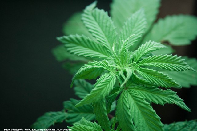 Cannabis-001-052918.jpg