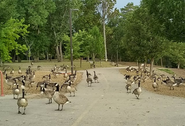 Regina Wascana Park eee.jpg