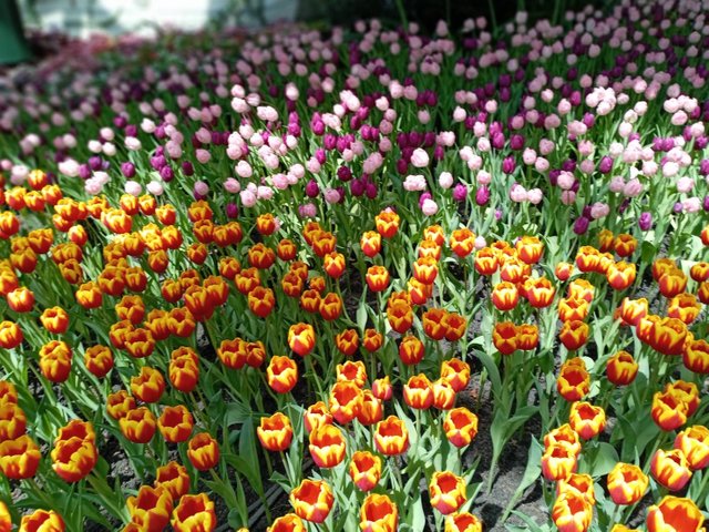 Tulips13.jpg