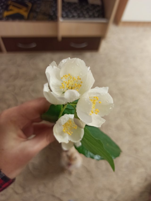 IMG_20250627_191309.jpg