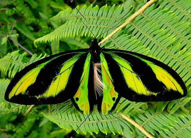 mariposa-alas-de-pajaro.jpg