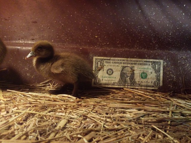 Baby Duck and the Dollar 2.jpg