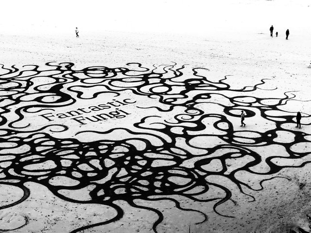 beach art fungi2.jpg