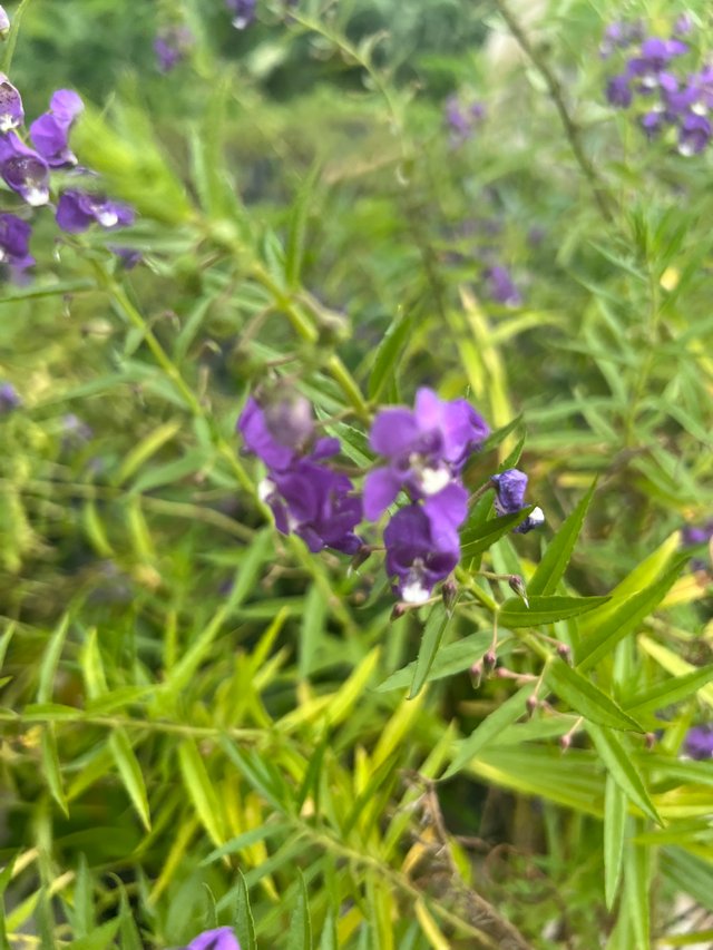 IMG_7068.jpeg