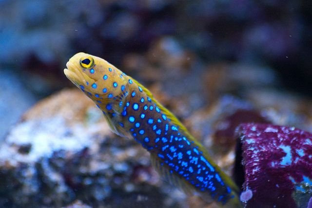 Blue Spot Jawfish.jpg