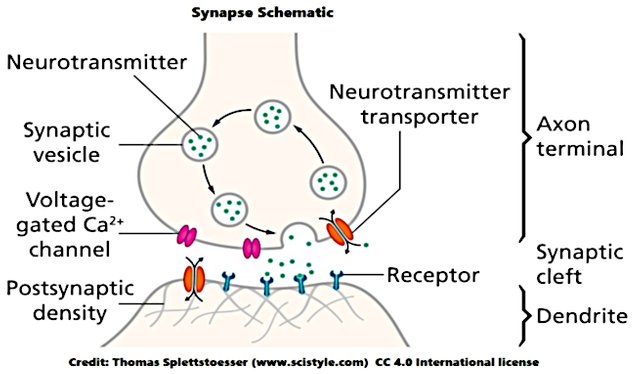 Synapse Schematic Thomas Splettstoesser (www.scistyle.com) CC 4.0.jpg