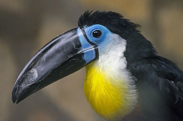 toucan-4185361__480.jpg