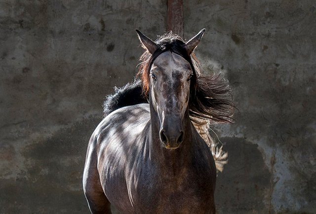 20130921_Haras de la Terquedad - PRE_1219.jpg