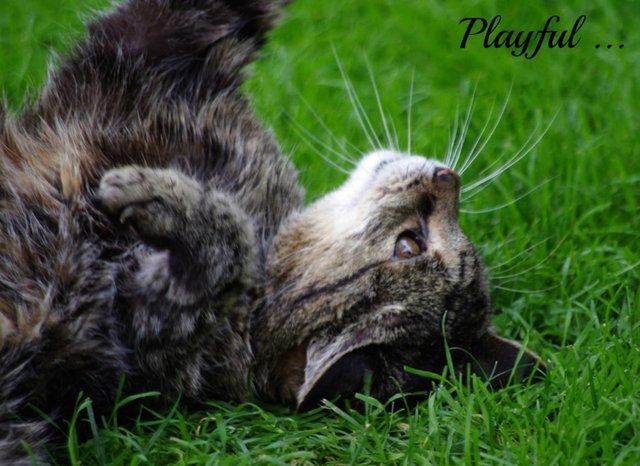 catsnaps-playful-cat.jpg