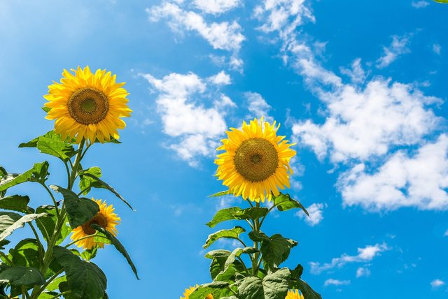 sunflower-2785420_1280.jpg