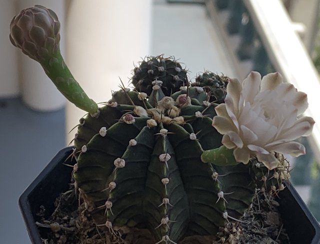 cacti9.jpg