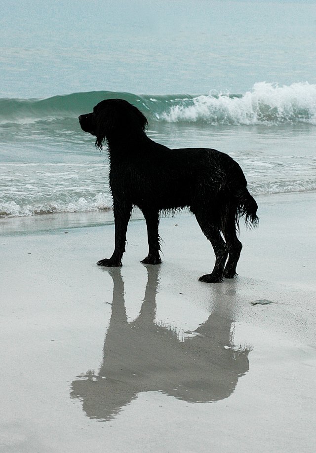 dog at beach.jpg