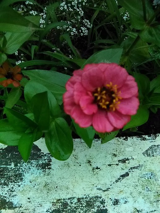 zinnia2.jpg