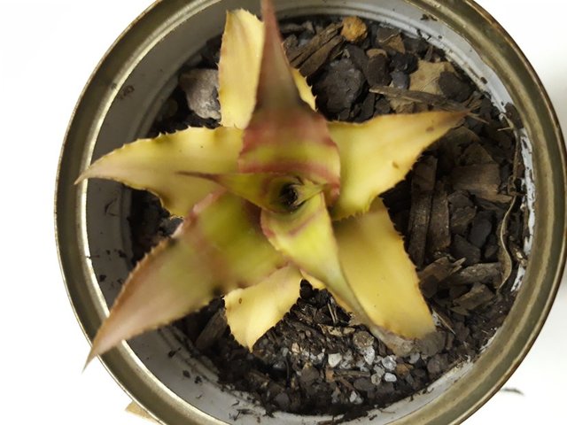 bromeliad.jpg