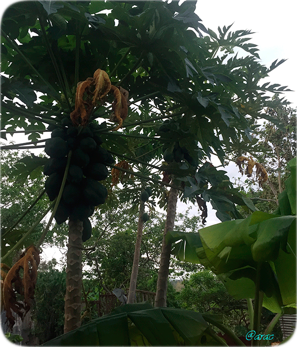 Carica-papaya-4.png